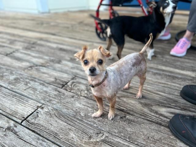 Enlarge Daisy, a Adoptable mixed breed in Milton, GA image 2/6