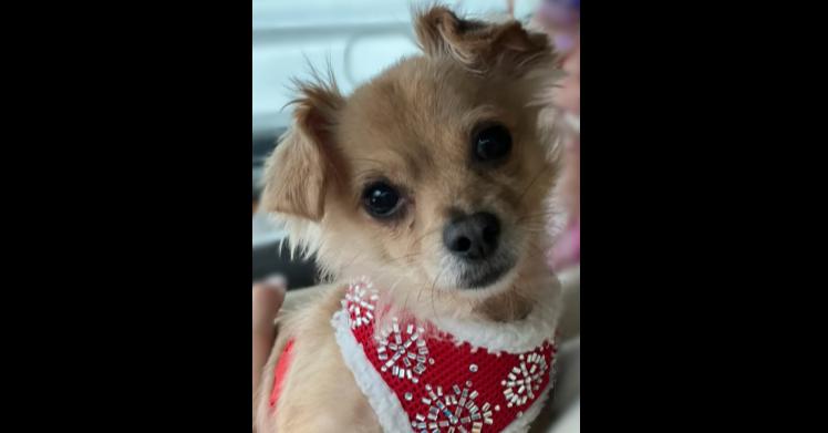 Enlarge Daisy, a Adoptable mixed breed in Milton, GA image 3/6