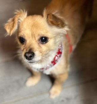 Enlarge Daisy, a Adoptable mixed breed in Milton, GA image 4/6