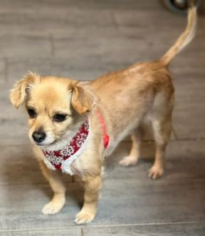 Enlarge Daisy, a Adoptable mixed breed in Milton, GA image 5/6