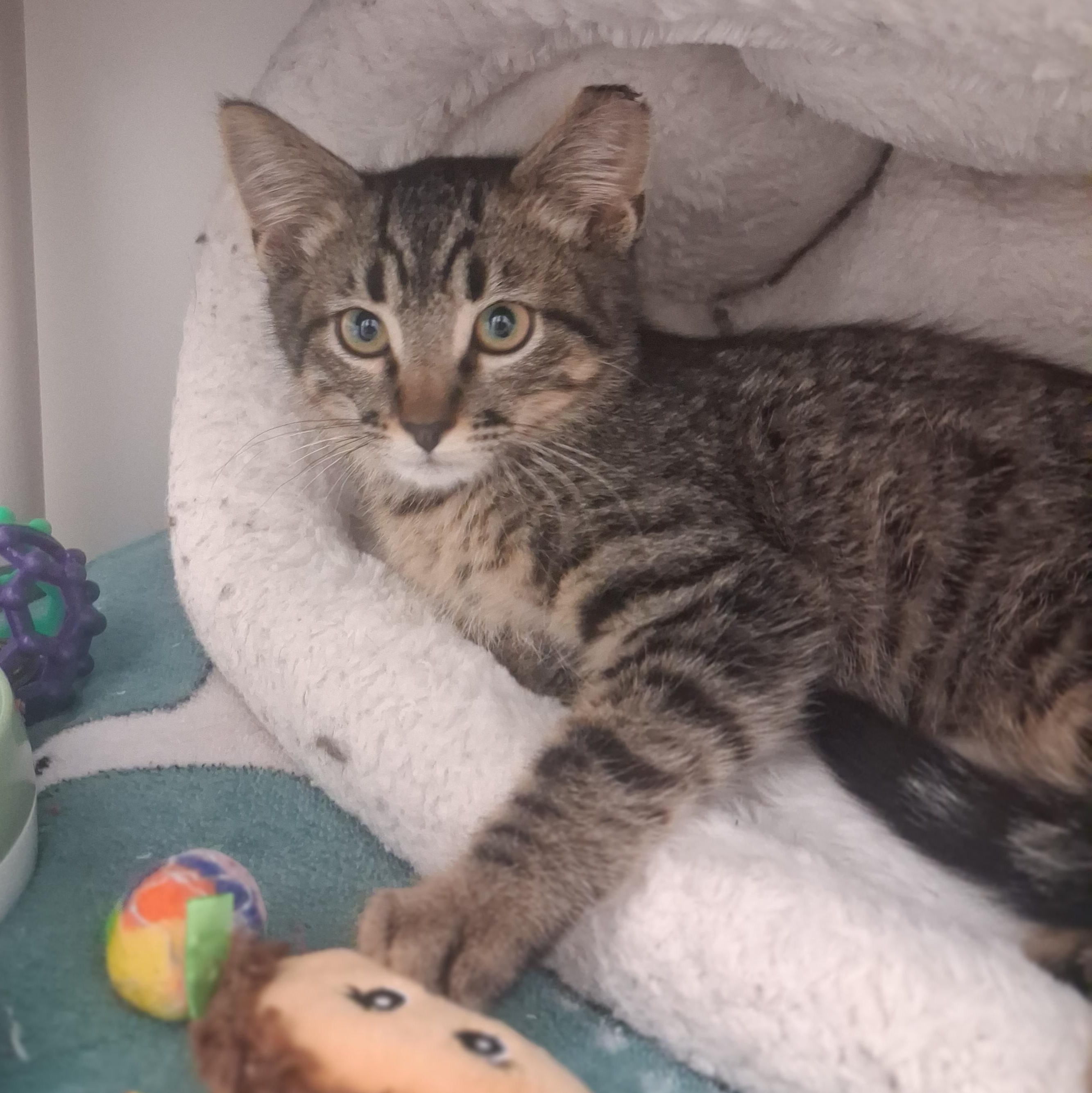 Neptune, a Adoptable Domestic Short Hair in Ridgway, CO image 1/2