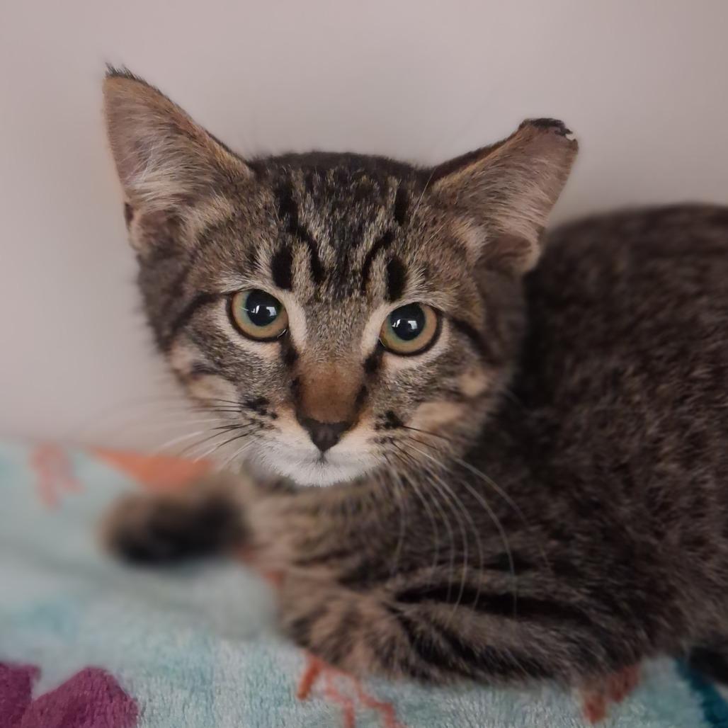Neptune, a Adoptable Domestic Short Hair in Ridgway, CO image 2/2