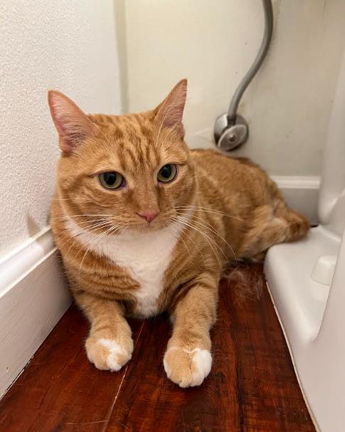 Denali "Nali", a ADOPTABLE Domestic Short Hair in Los Angeles, CA image 3/4