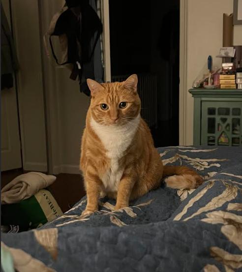 Denali "Nali", a ADOPTABLE Domestic Short Hair in Los Angeles, CA image 2/4