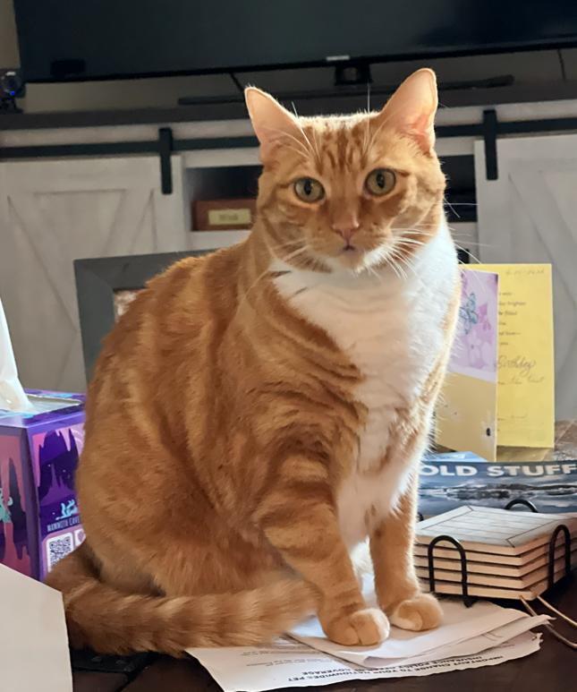 Denali "Nali", ADOPTABLE, Adult Female Domestic Short Hair.