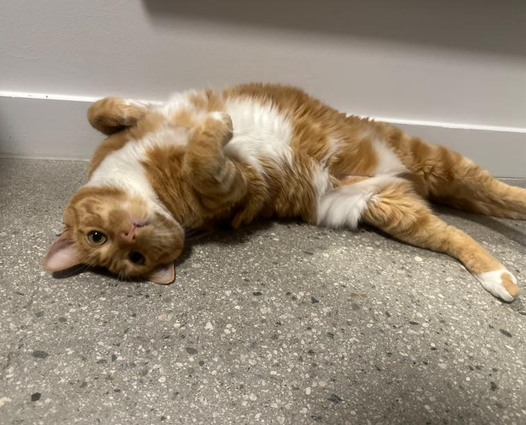 Denali "Nali", a ADOPTABLE Domestic Short Hair in Los Angeles, CA image 4/4