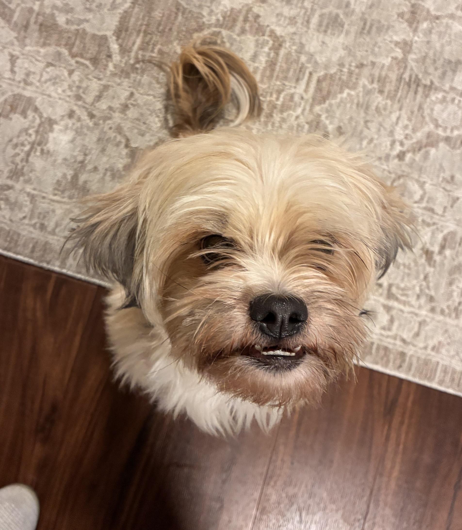 Milo, adopted, Adult Male Shih Tzu.