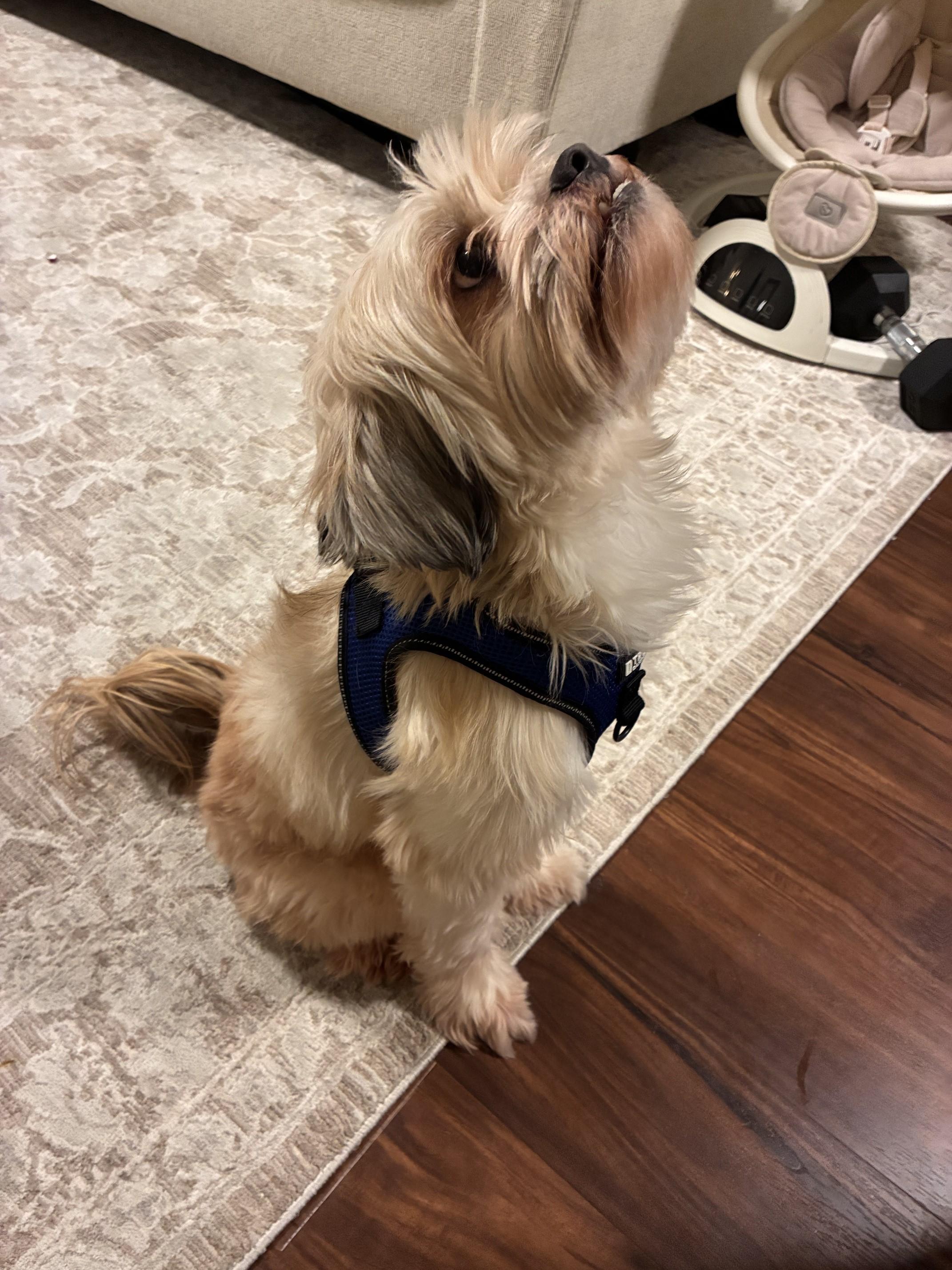 Enlarge Milo, an adopted mixed breed in Salem, OR image 2/3