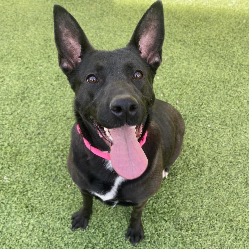 Barkin' Beans, Adoptable, Adult Female German Shepherd Dog.