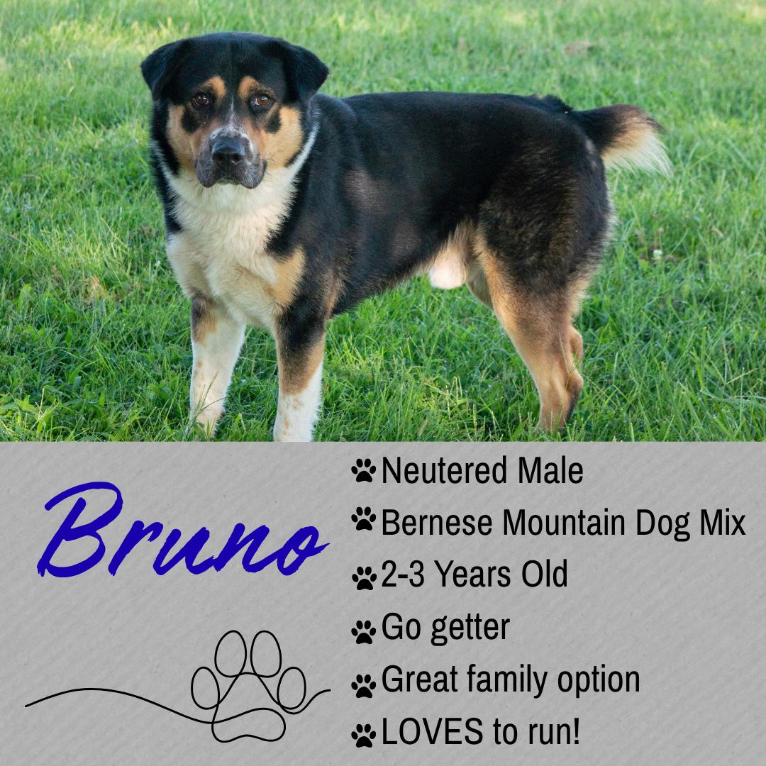 Bruno, adopted, Adult Male Bernese Mountain Dog.