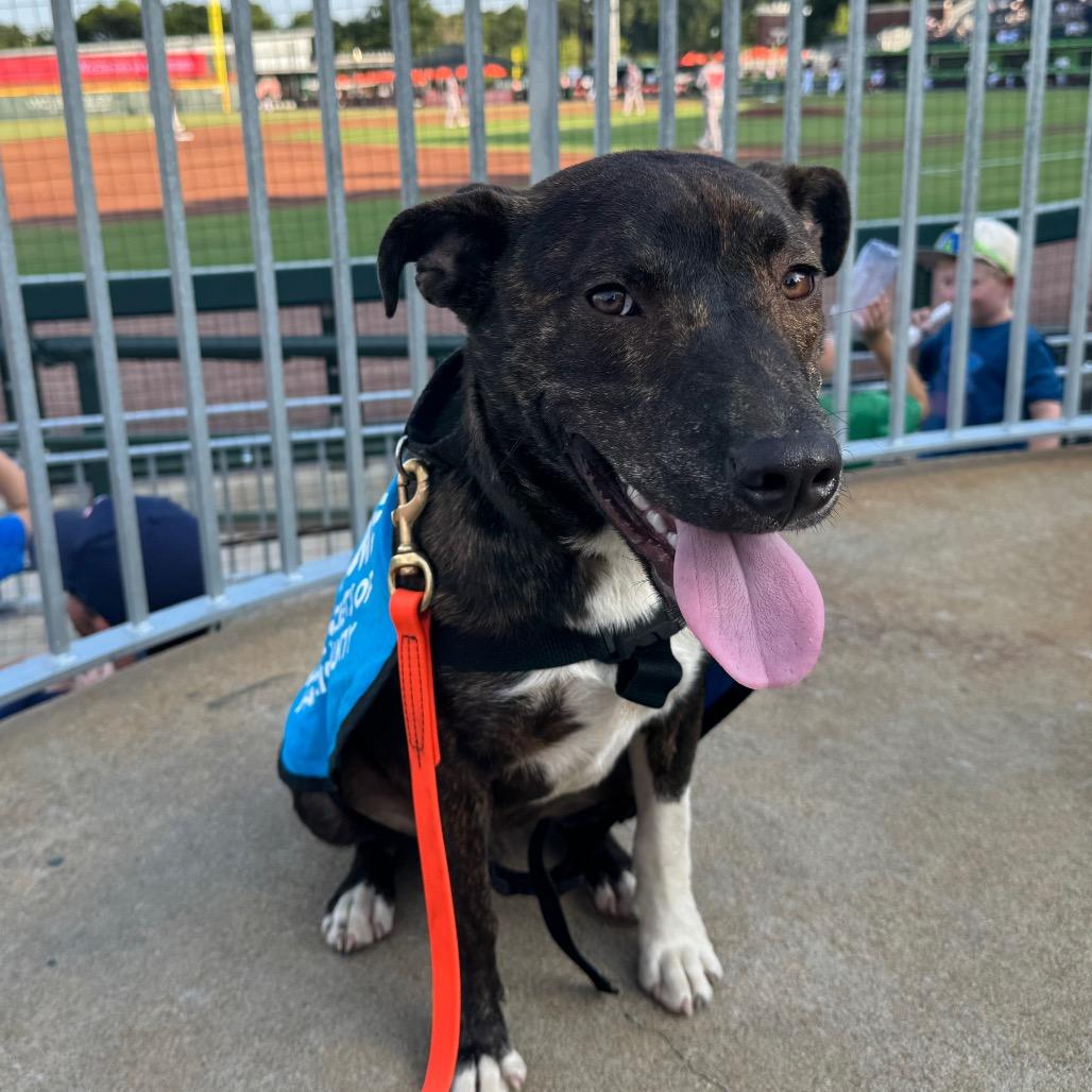 Enlarge Ziggy 7461, a Adoptable Mixed Breed in Hamilton, GA image 1/6