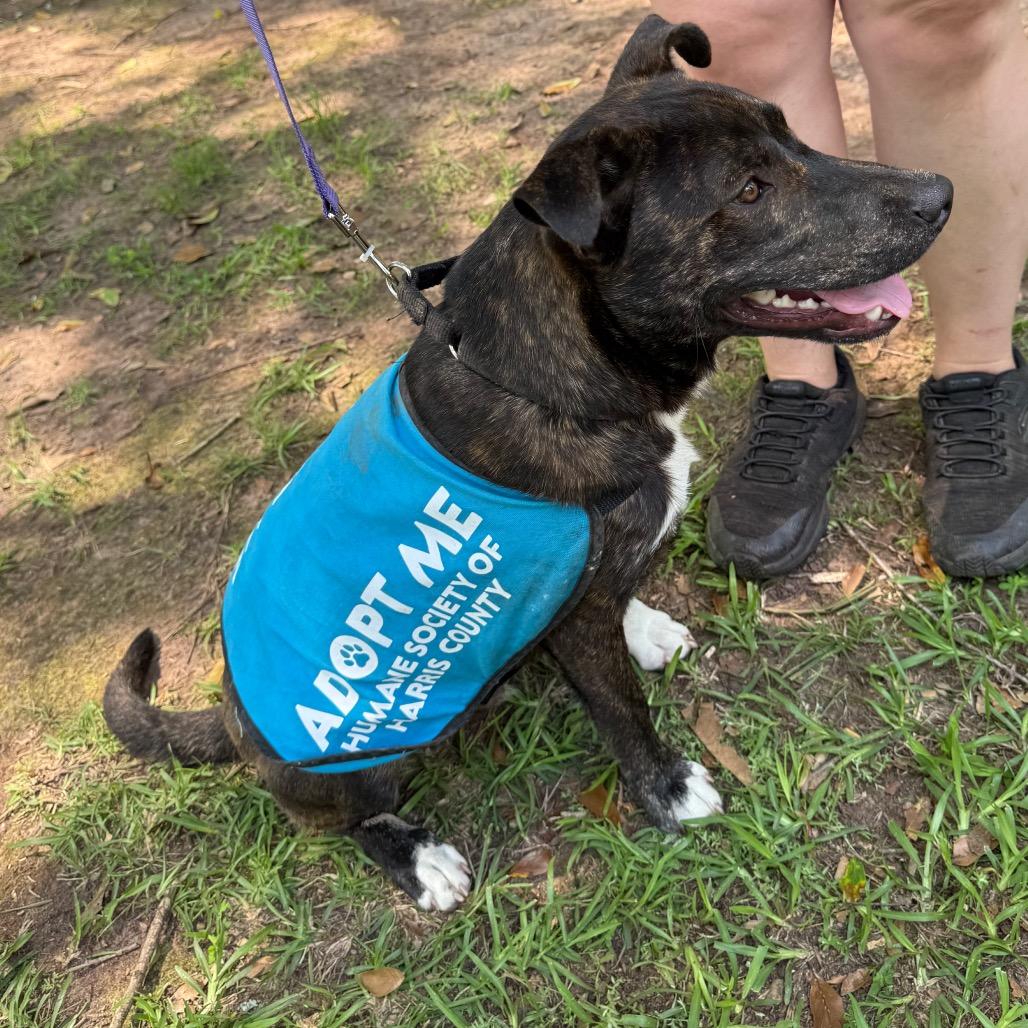 Enlarge Ziggy 7461, a Adoptable Mixed Breed in Hamilton, GA image 2/6