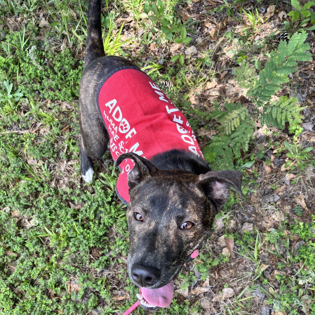 Enlarge Ziggy 7461, a Adoptable Mixed Breed in Hamilton, GA image 3/6