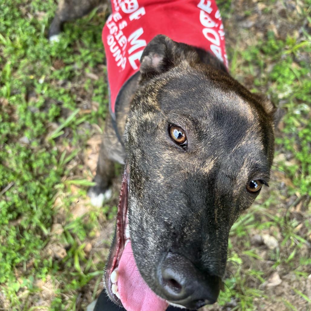 Enlarge Ziggy 7461, a Adoptable Mixed Breed in Hamilton, GA image 4/6