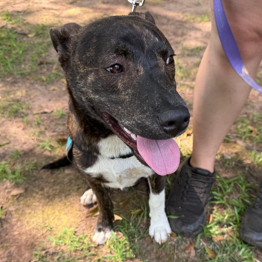 Enlarge Ziggy 7461, a Adoptable Mixed Breed in Hamilton, GA image 5/6