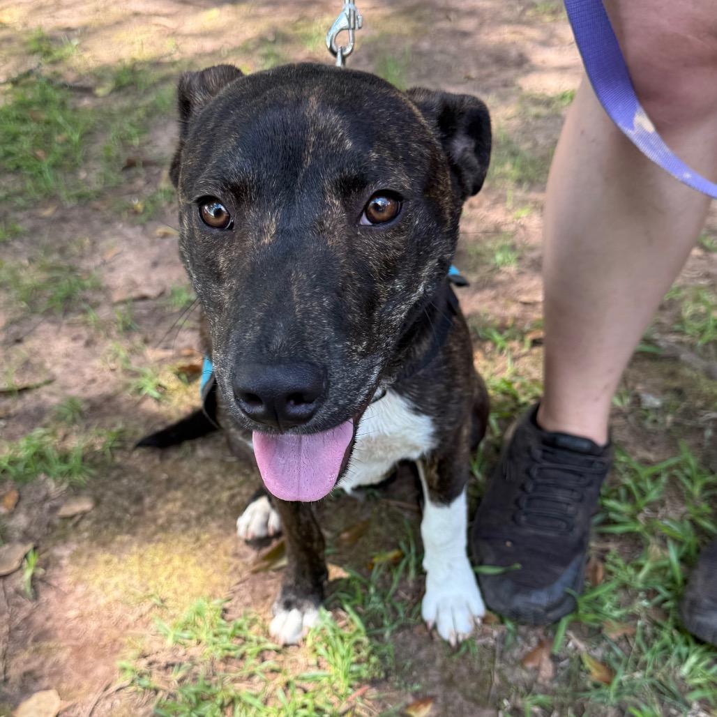 Enlarge Ziggy 7461, a Adoptable Mixed Breed in Hamilton, GA image 6/6