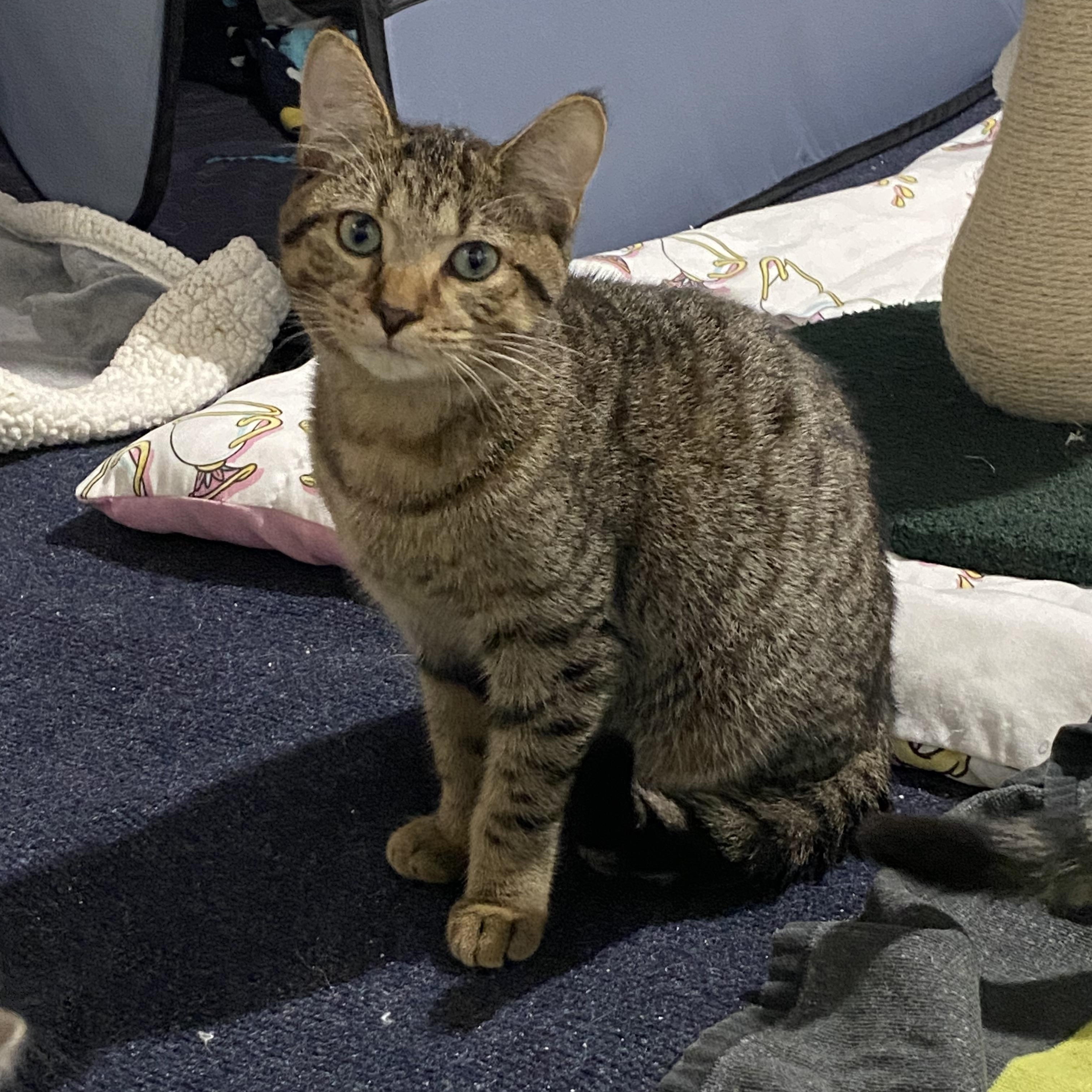 Enlarge Carlisle - will need to have a kitty playmate, a Adoptable mixed breed in Macomb, MI image 2/4