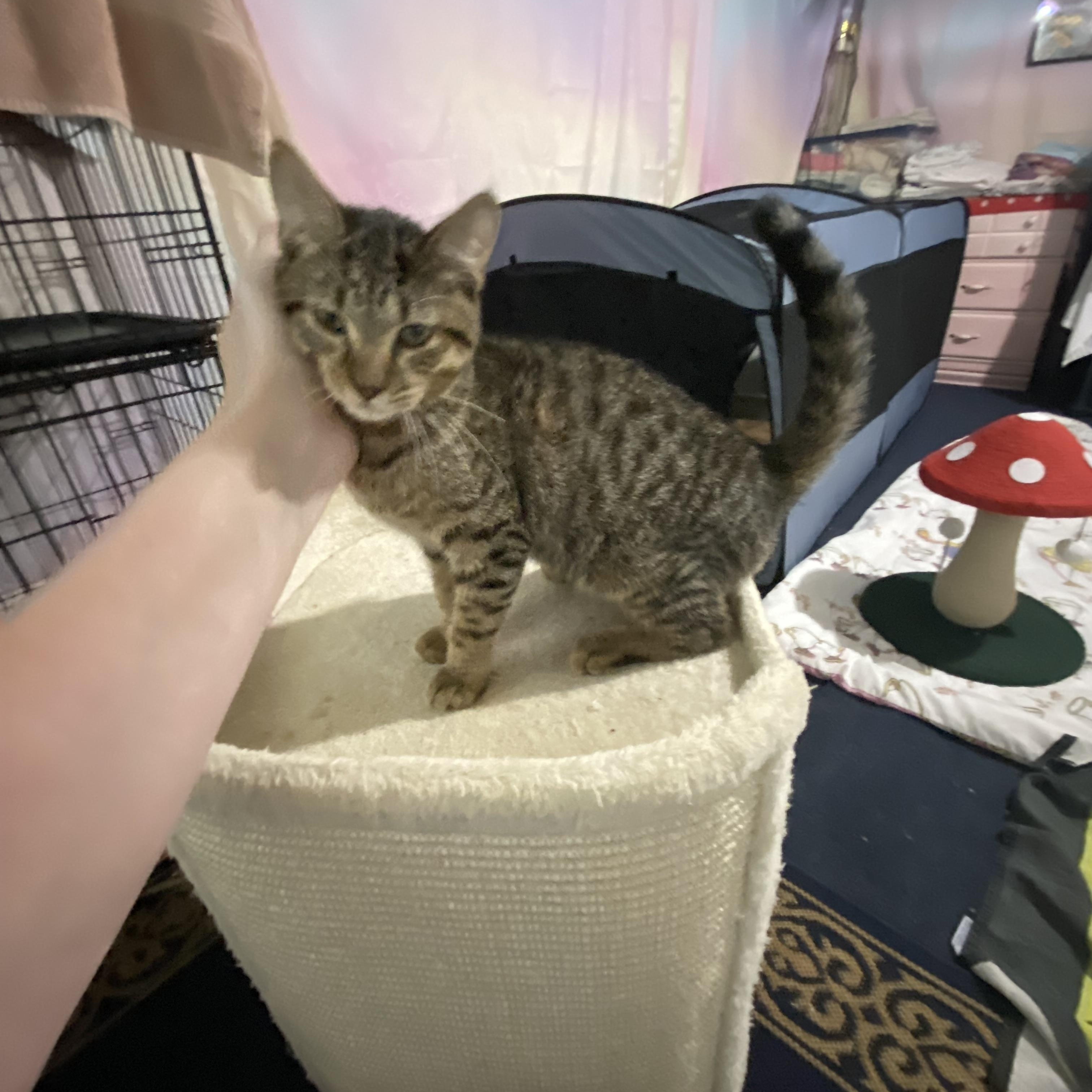 Carlisle - will need to have a kitty playmate, Adoptable, Kitten Male Domestic Medium Hair.