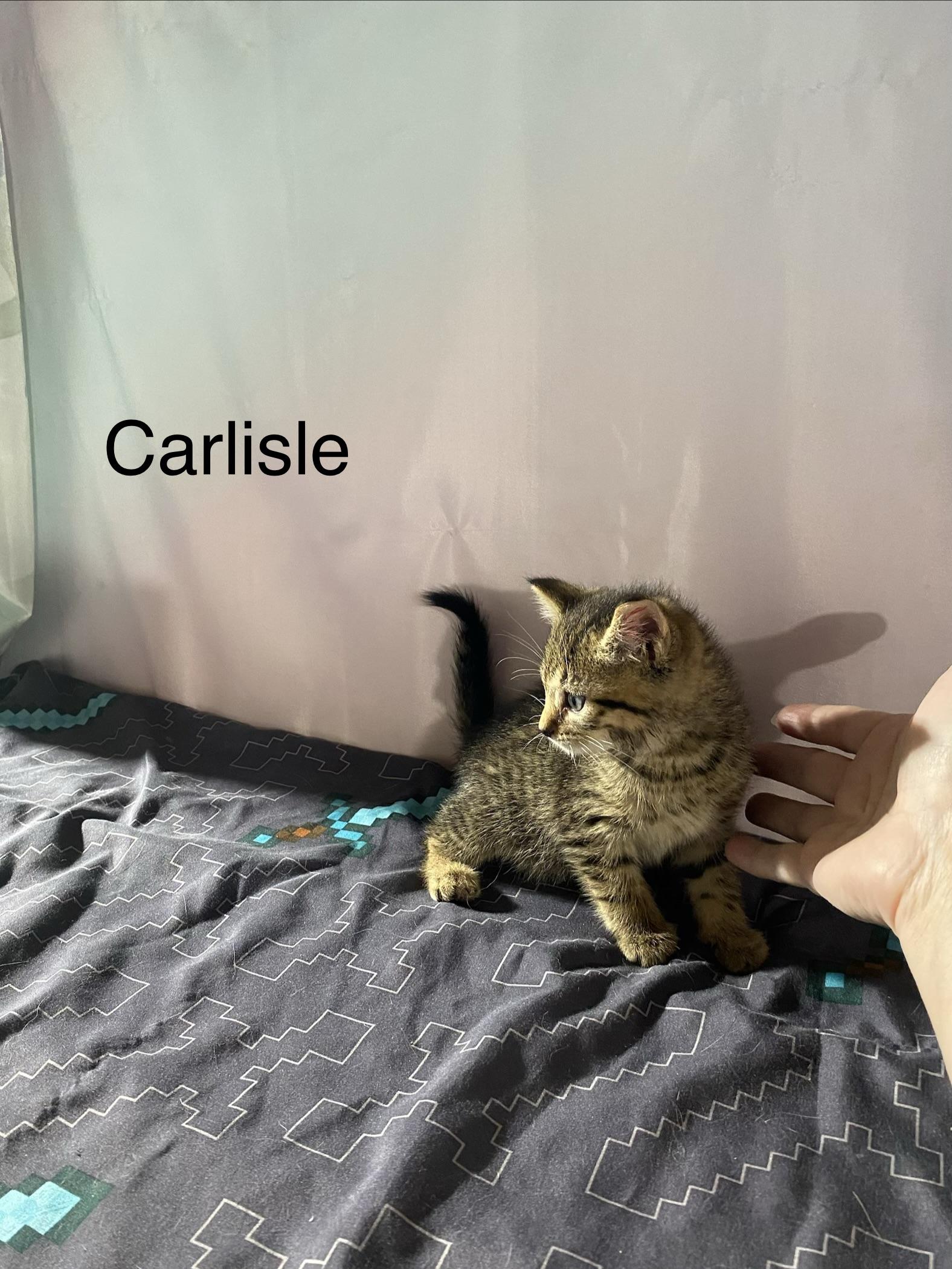 Carlisle - will need to have a kitty playmate, ADOPTABLE, Kitten Male Domestic Medium Hair.