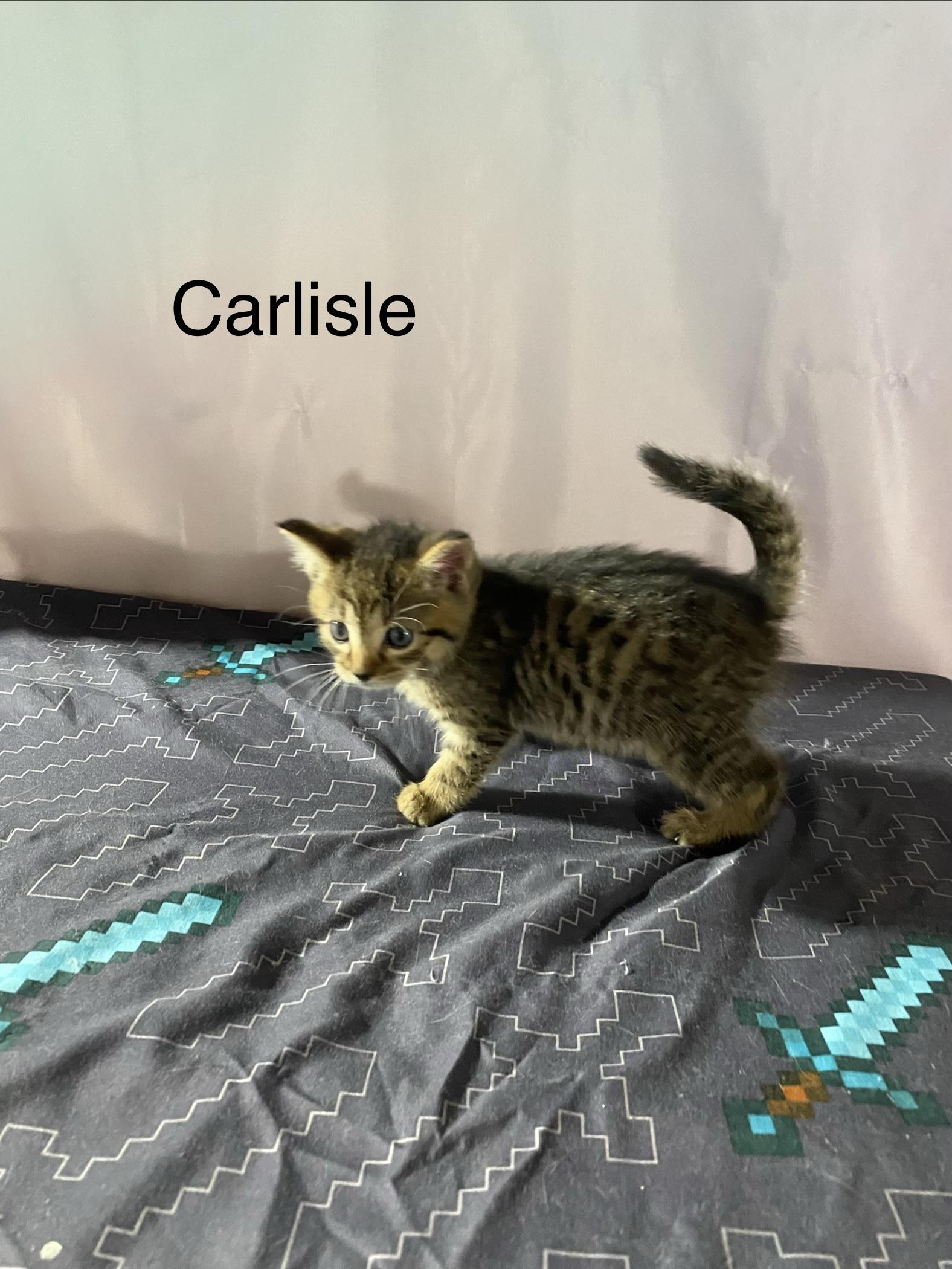 Carlisle, a ADOPTABLE Domestic Medium Hair in Macomb, MI image 1/2