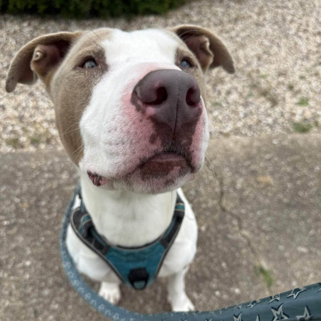 Enlarge Messiah, a Adoptable mixed breed in Beaumont, TX image 1/4