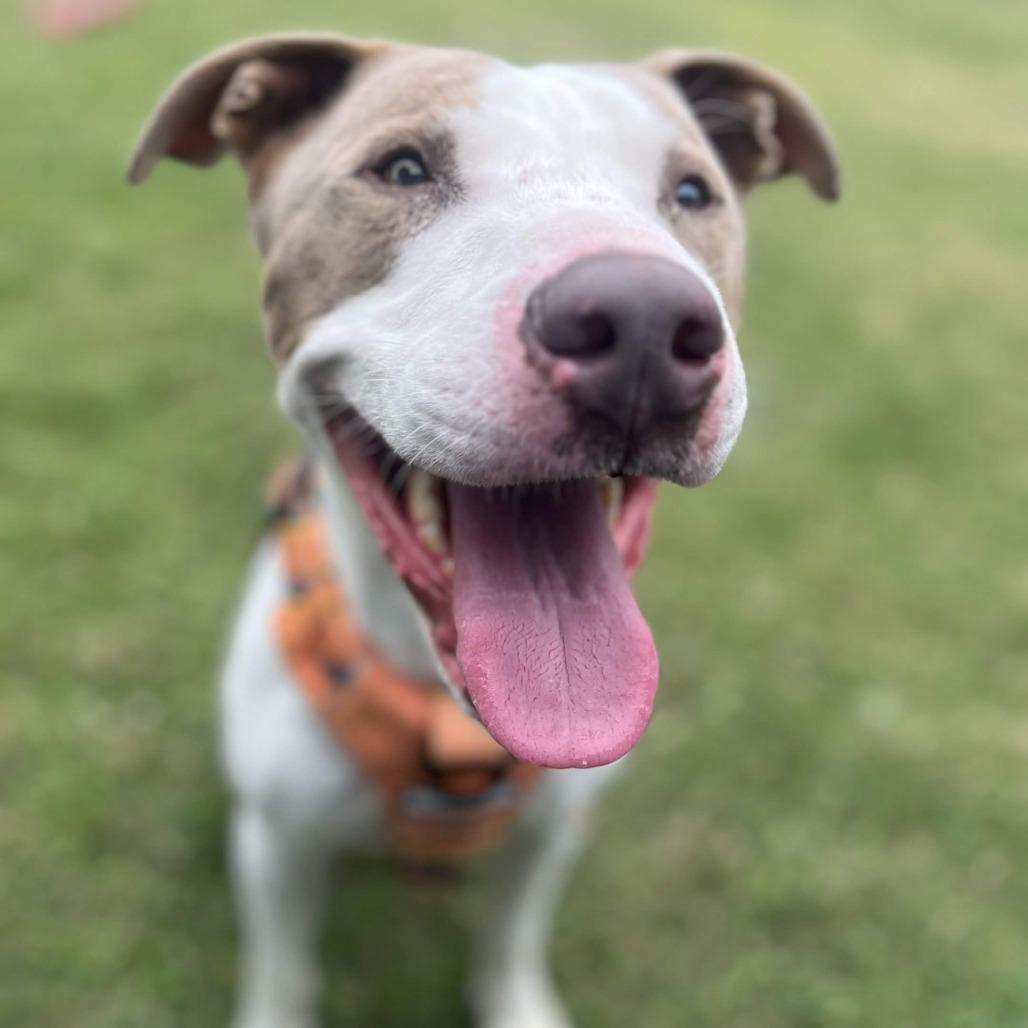 Enlarge Messiah, a Adoptable mixed breed in Beaumont, TX image 2/6