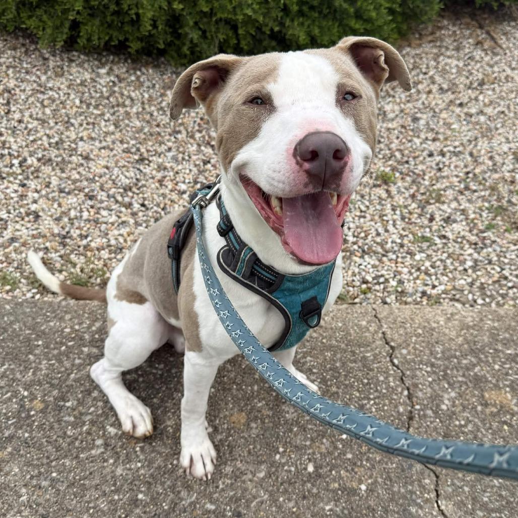 Enlarge Messiah, a Adoptable mixed breed in Beaumont, TX image 2/4
