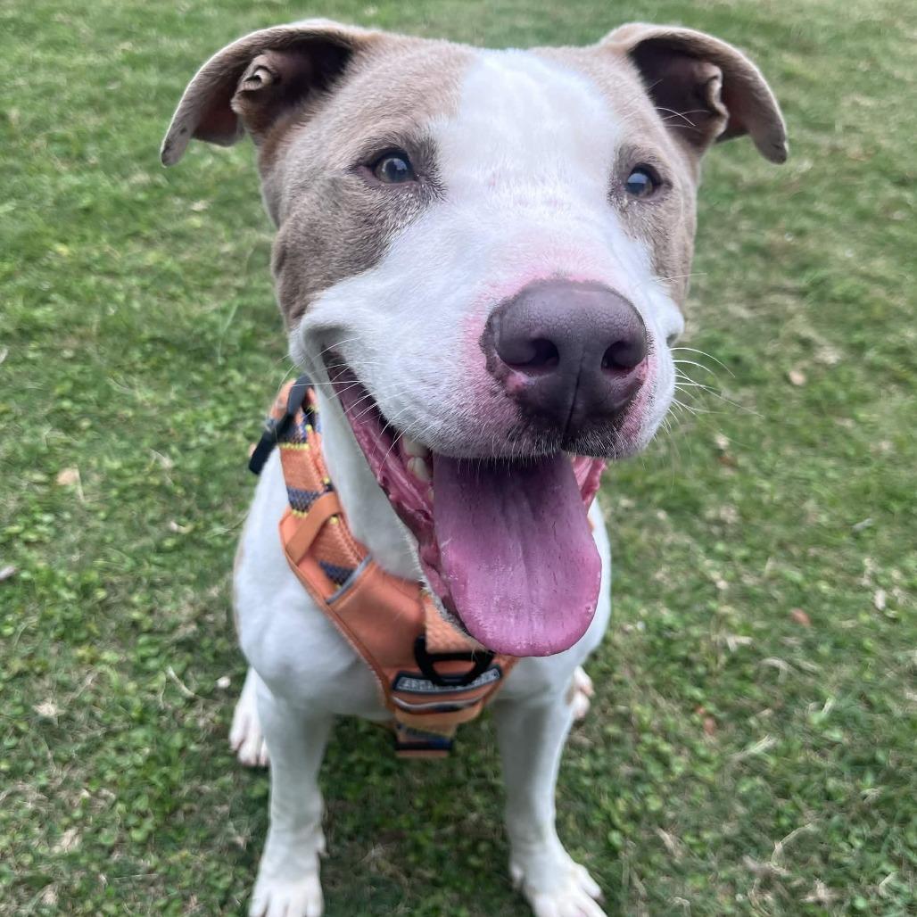 Enlarge Messiah, a Adoptable mixed breed in Beaumont, TX image 4/6