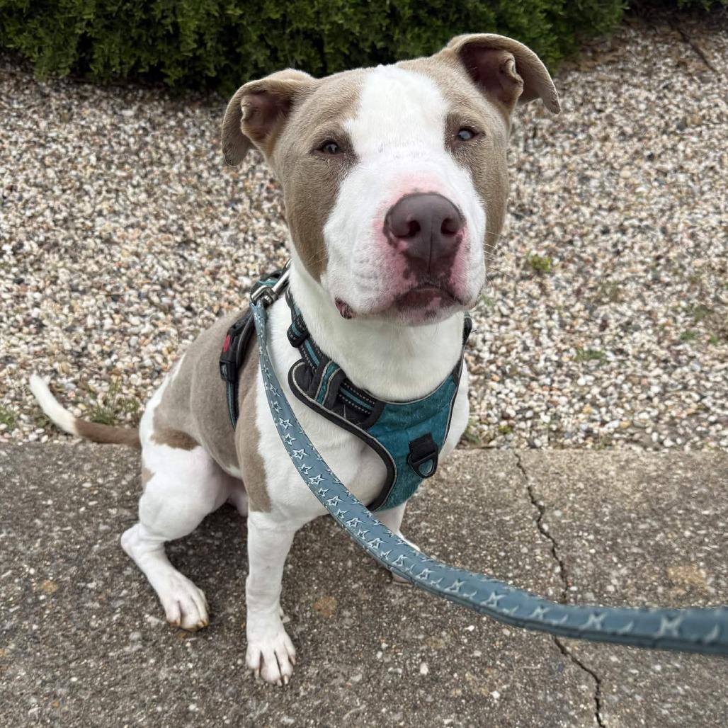 Enlarge Messiah, a Adoptable mixed breed in Beaumont, TX image 3/4