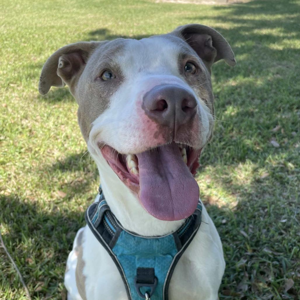 Enlarge Messiah, a Adoptable mixed breed in Beaumont, TX image 4/4