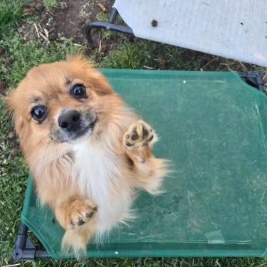 Enlarge Mikey T, a Adopted mixed breed in Charlotte, NC image 1/2