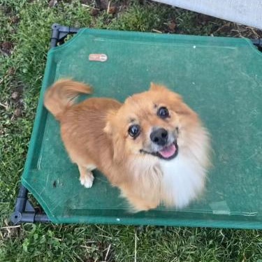 Enlarge Mikey T, a Adopted mixed breed in Charlotte, NC image 2/2