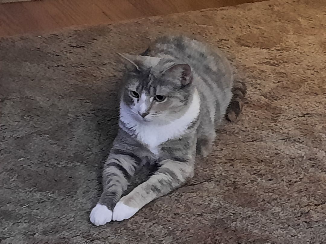 Constance, Adoptable, Young Female Domestic Short Hair.