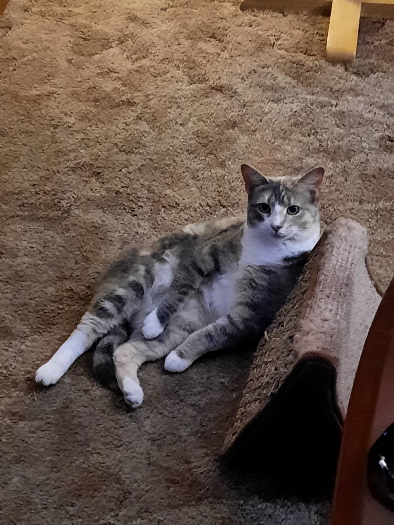 Constance, a Adoptable Domestic Short Hair in Springfield, PA image 2/8