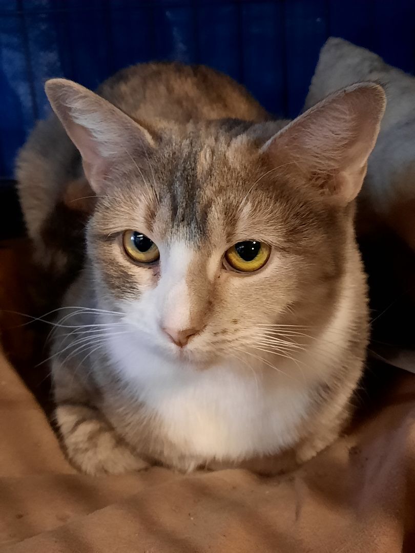 Constance, a Adoptable Domestic Short Hair in Springfield, PA image 3/8