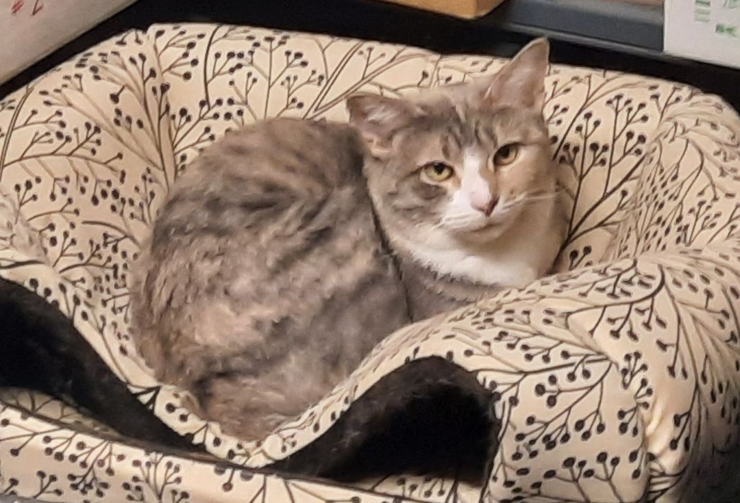 Constance, Adoptable, Young Female Domestic Short Hair.