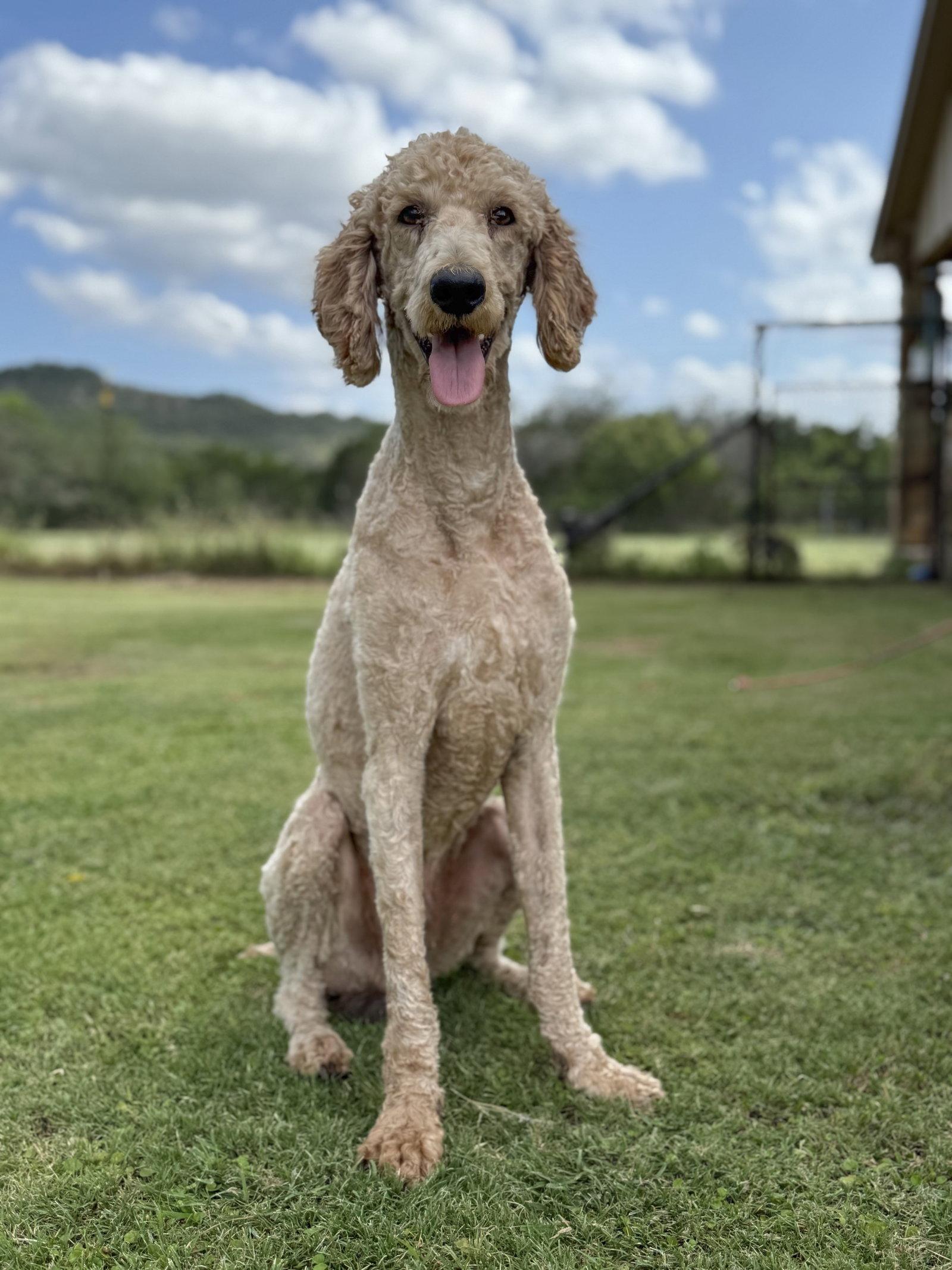 Standard Poodles for Adoption in Kerrville, Texas | Petfinder