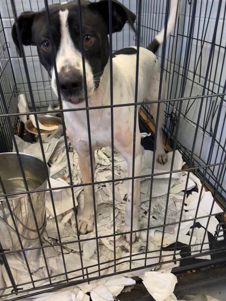 Ferris, Adoptable, Adult Male English Pointer & Bull Terrier.