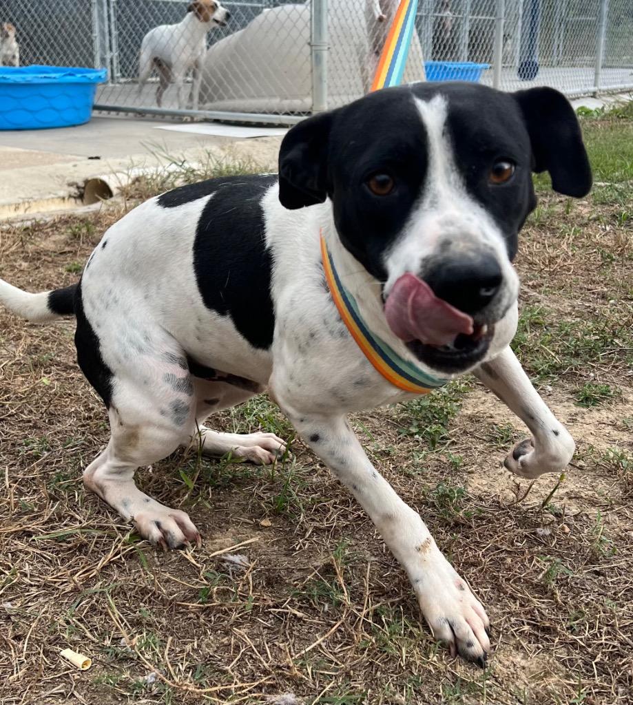 Enlarge Ferris, a Adoptable mixed breed in Greenwood, MS image 1/2