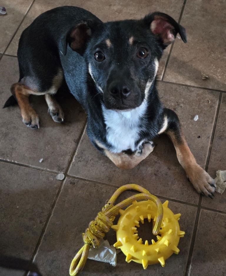 Stew, a Adoptable mixed breed in San Antonio, TX image 1/3