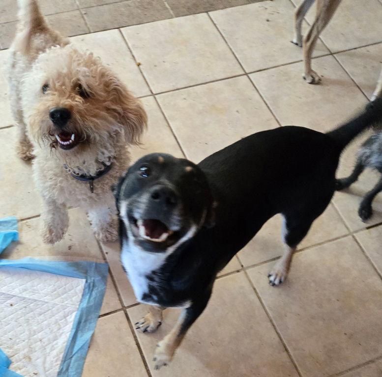 Stew, a Adoptable mixed breed in San Antonio, TX image 2/3