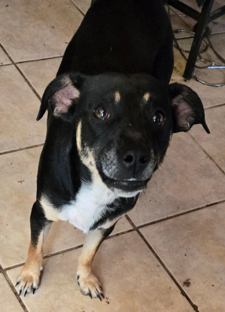 Stew, a Adoptable mixed breed in San Antonio, TX image 3/3