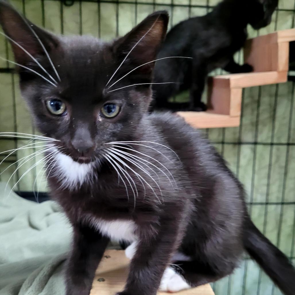 Misty, Adoptable, Kitten Female Domestic Short Hair.