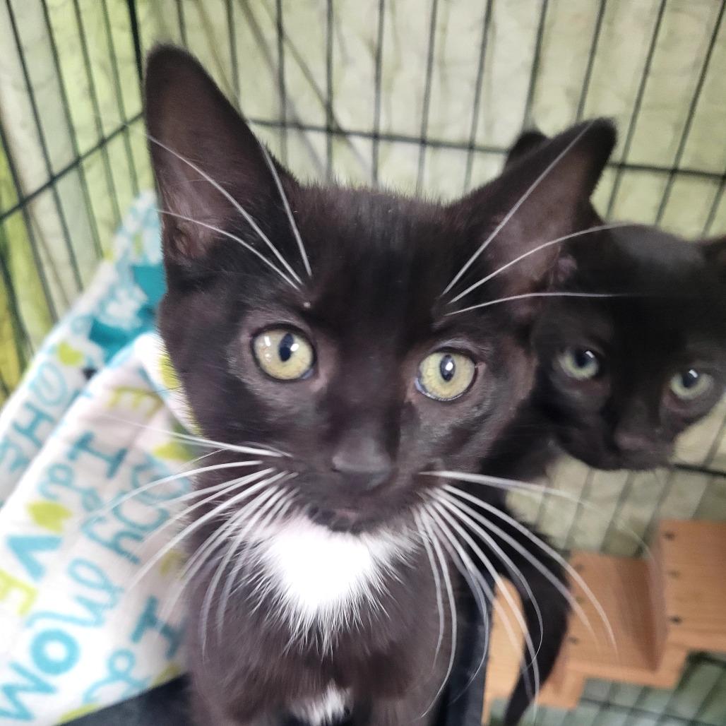 Enlarge Misty, a Adoptable Domestic Short Hair in Allyn, WA image 2/2