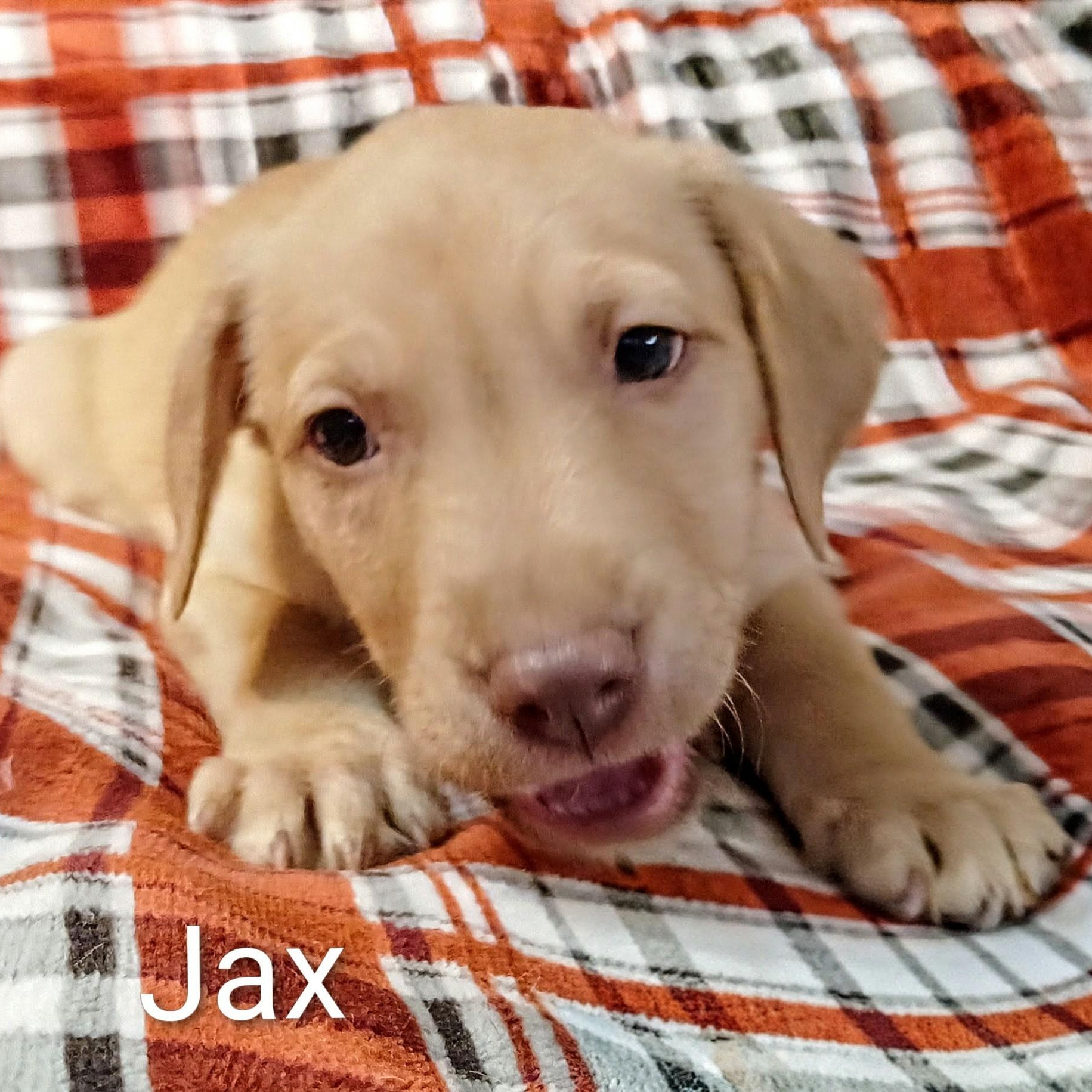 Enlarge Jax, a Adoptable mixed breed in Westport, MA image 2/5