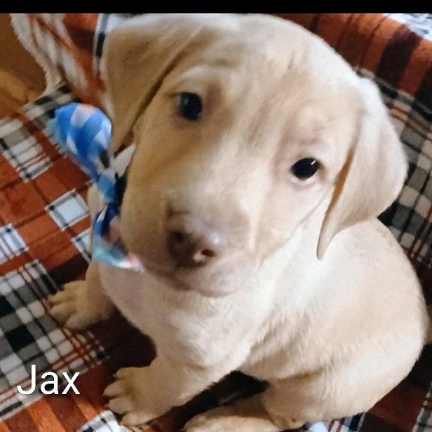 Enlarge Jax, a Adoptable mixed breed in Westport, MA image 1/5