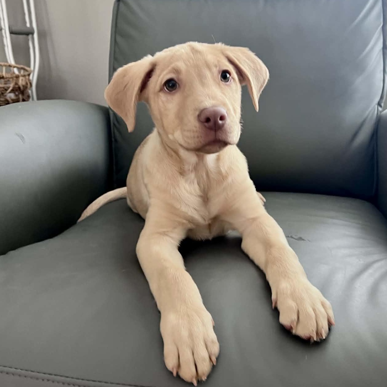 Jax, Adoptable, Puppy Male Labrador Retriever.