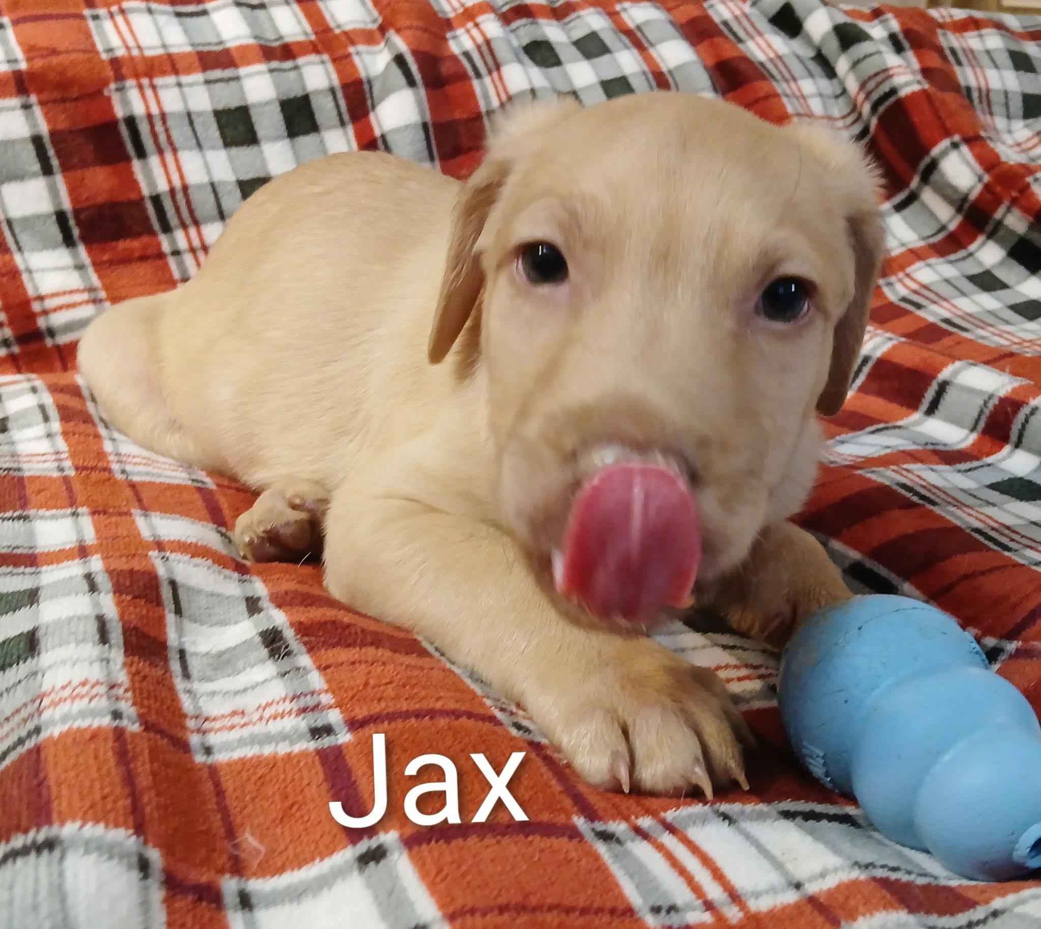 Enlarge Jax, a Adoptable mixed breed in Westport, MA image 5/5