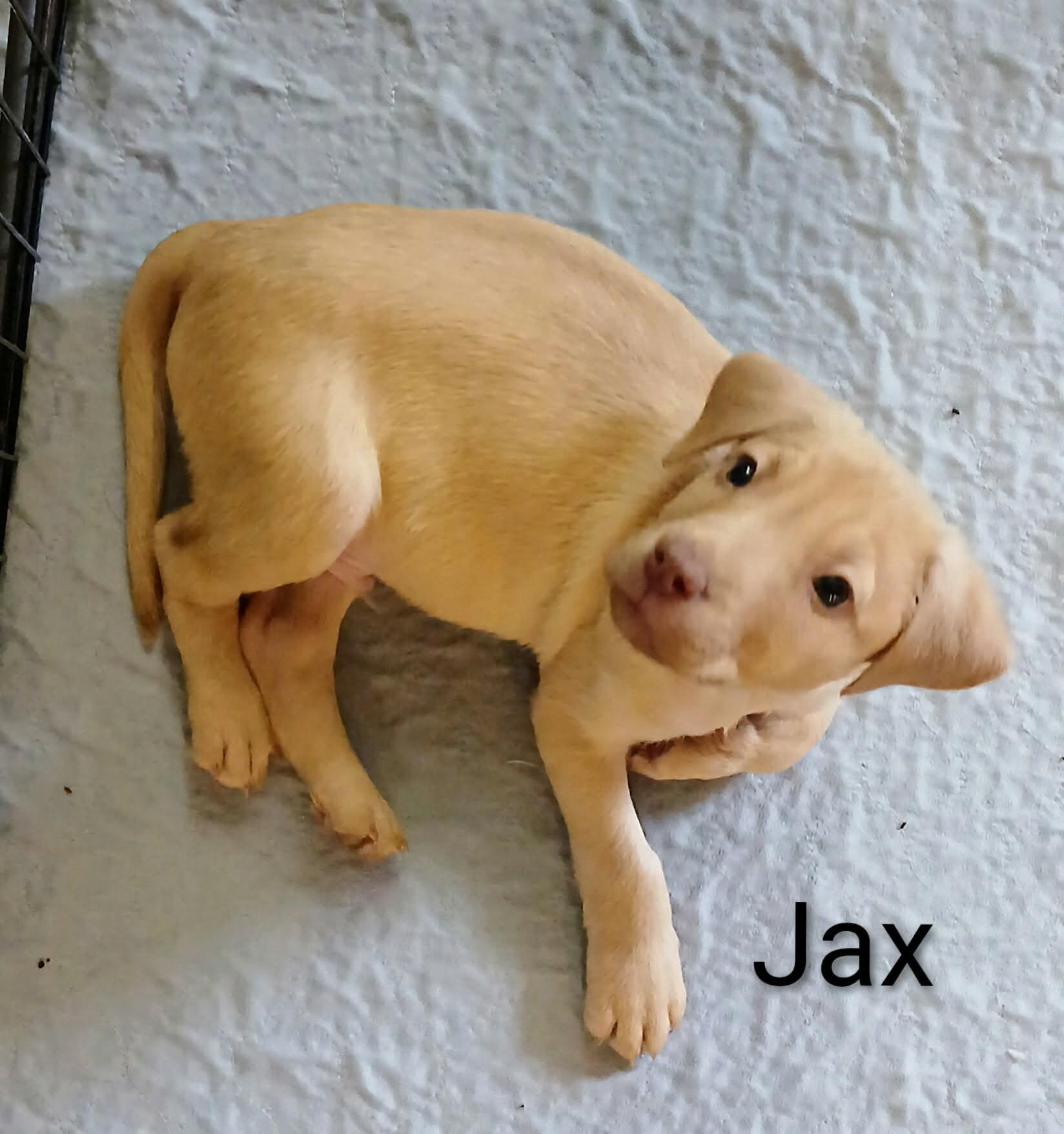 Enlarge Jax, a Adoptable mixed breed in Westport, MA image 4/5