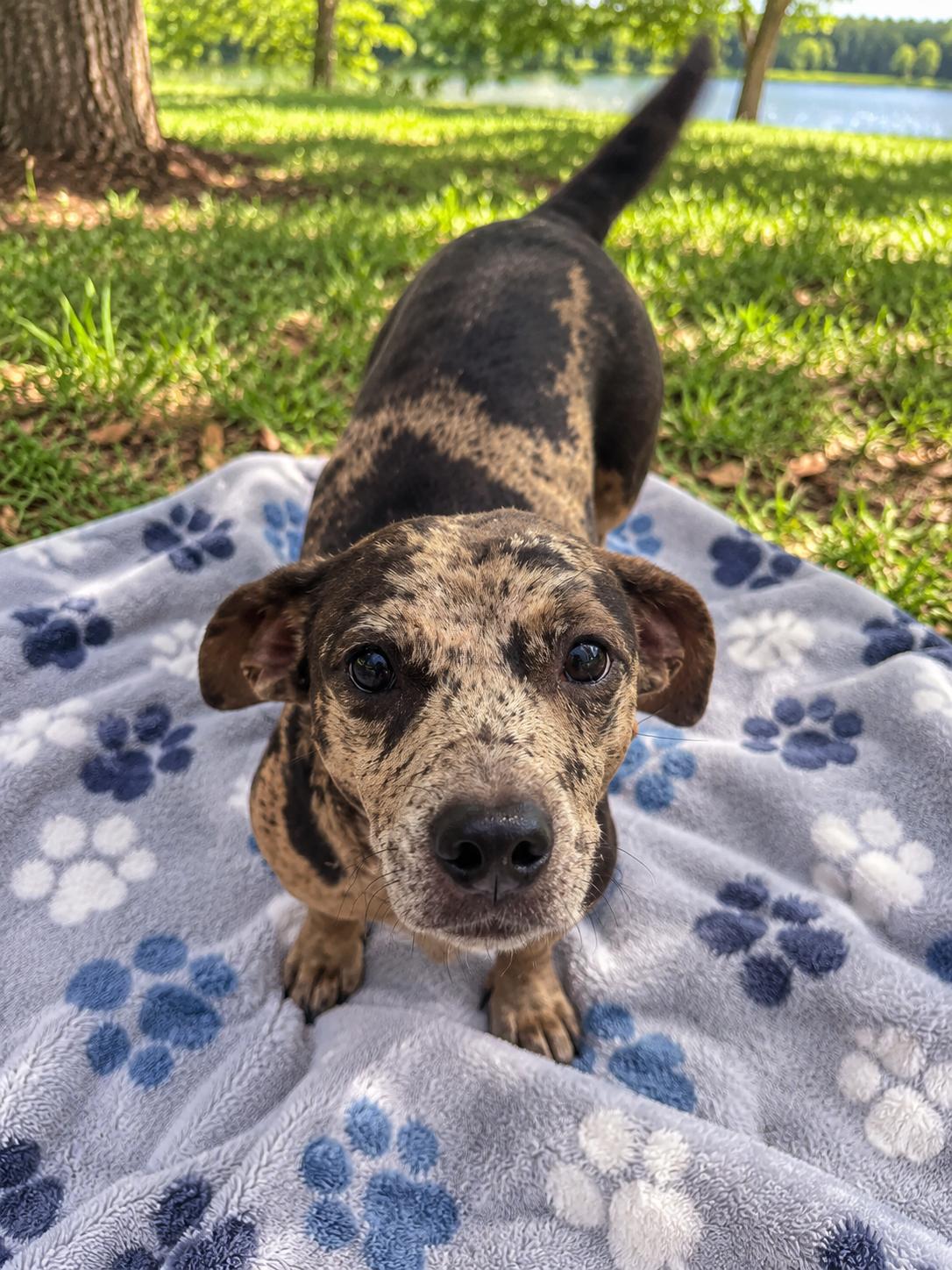 Enlarge Jack Sparrow, a Adopted mixed breed in Winter haven, FL image 1/1